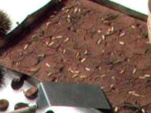 Rezept: dessert kastanienkuchen dessert kastanienkuchen - Rezept