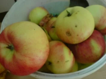 Rezept: Zucchini-Mohrrüben-Apfel-Kuchen - fettfrei ! Bild Nr. 5 Zucchini-Mohrrüben-Apfel-Kuchen - fettfrei ! - Rezept - Bild Nr. 5