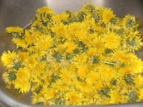 Löwenzahnsirup - Rezept