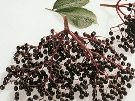 Hollerröster - Rezept - Bild Nr. 3