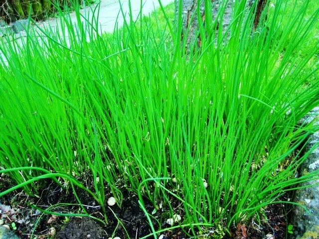 Rezept: Schnittlauch-Quark mit Pellkartoffeln Bild Nr. 2 Schnittlauch-Quark mit Pellkartoffeln - Rezept - Bild Nr. 2