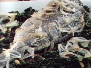 fisch goldbrasse mit spinat - Rezept