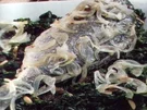 fisch goldbrasse mit spinat - Rezept