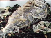 fisch goldbrasse mit spinat - Rezept