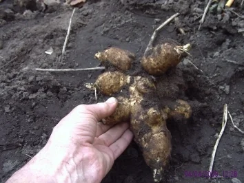 Topinambursuppe - Rezept - Bild Nr. 3