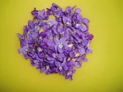 Kandierte Veilchen - Rezept