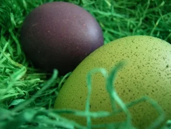 Saison, Ostern: Bunte Frühstückseier - Rezept