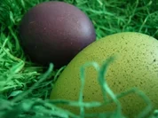 Saison, Ostern: Bunte Frühstückseier - Rezept