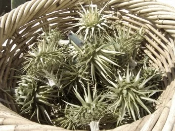 Rezept: Artischockengemüse Artischockengemüse - Rezept