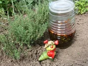 Green's Thymianöl - Rezept