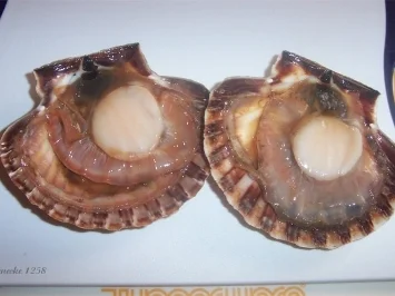 Gratinierte Jacobsmuscheln - Rezept - Bild Nr. 3