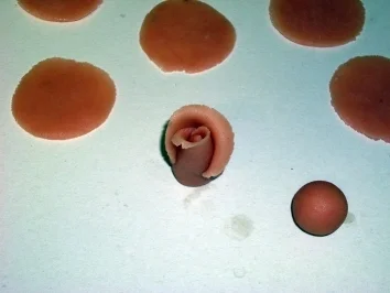 Marzipanrose - Rezept - Bild Nr. 4