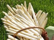 Spargel, das edelste Gemüse ganz Klassisch + TIPPS - Rezept