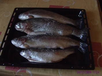 Rezept: Forelle aus der Röhre Bild Nr. 2 Forelle aus der Röhre - Rezept - Bild Nr. 2