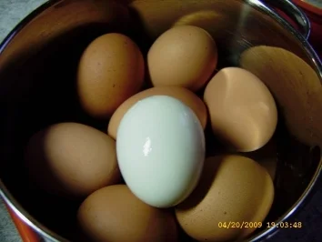 Senfeier - Rezept - Bild Nr. 4