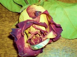 Rezept: Kuchen Juwelentorte Zum Muttertag, Geburtstag, Hochzeitstag Bild Nr. 6 Kuchen Juwelentorte Zum Muttertag, Geburtstag, Hochzeitstag - Rezept - Bild Nr. 6