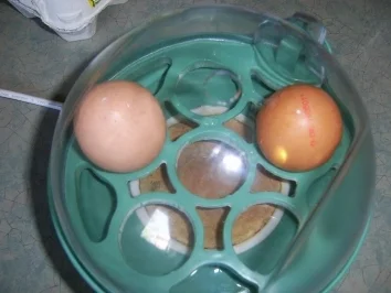 Rezept: Spargelsalat mit Schinken und Ei Bild Nr. 3 Spargelsalat mit Schinken und Ei - Rezept - Bild Nr. 3