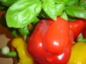 O SOLE MIO - Gegrillte Peperoni - Rezept