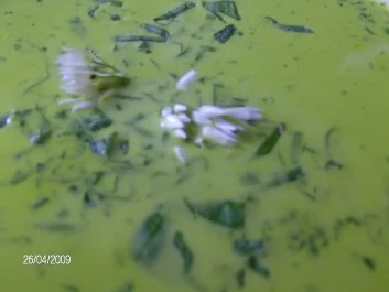 Bärlauchsüppchen - Meine Art - Rezept - Bild Nr. 5