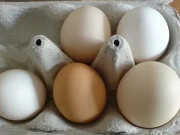 Rezept: Einfacher Gurkensalat Bild Nr. 11 Einfacher Gurkensalat - Rezept - Bild Nr. 11