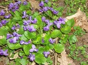 Blütenessig, jeder für sich ein himmlischer Genuß!!!!! - Rezept