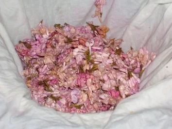 Blütenessig, jeder für sich ein himmlischer Genuß!!!!! - Rezept - Bild Nr. 6