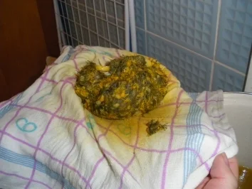 Selbstgemachter Löwenzahn-Honig - Rezept - Bild Nr. 4