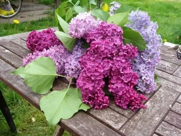 Fliederblütengelee, die Mühe lohnt sich!!! - Rezept