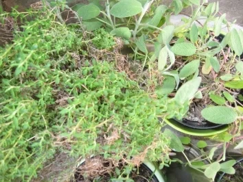 Schneller Tomaten-Oliven-Fladen - Rezept - Bild Nr. 4