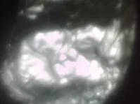 Schnitzel in der Glut - Rezept - Bild Nr. 4