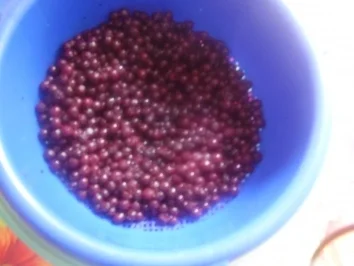 Quark-Heidelbeeren-Streuselkuchen - Rezept - Bild Nr. 8