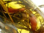 SELBSTGEMACHTES AROMATISCHES ÖL - Rezept