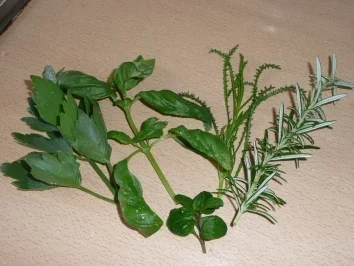 Rezept: Lachsfilet im Kräuterbett Bild Nr. 4 Lachsfilet im Kräuterbett - Rezept - Bild Nr. 4