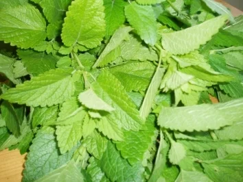 Zitronen - Melissen - Sirup - Rezept - Bild Nr. 2