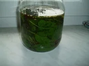 Zitronenmelissengeist - Rezept