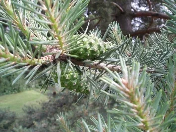 Kiefernzapfengeist - Rezept - Bild Nr. 2