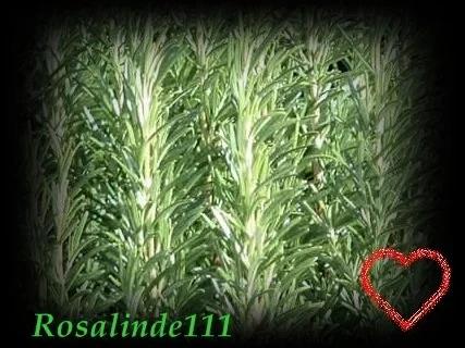 Rezept: Wissenswertes" Rosmarin der Flaschengeist Wissenswertes" Rosmarin der Flaschengeist - Rezept