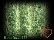 Wissenswertes" Rosmarin der Flaschengeist - Rezept