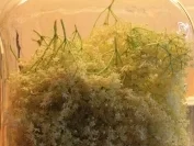 Holunderblütersirup - Rezept - Bild Nr. 3