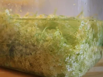 Holunderblütersirup - Rezept - Bild Nr. 4