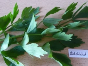 Biggi's 7 Kräuter-Pesto... - Rezept - Bild Nr. 5