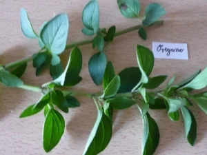 Biggi's 7 Kräuter-Pesto... - Rezept - Bild Nr. 7