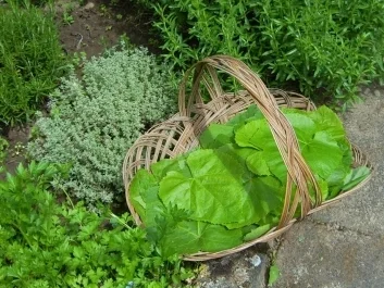 Rezept: Dolmadakia oder auch Dolmades Bild Nr. 2 Dolmadakia oder auch Dolmades - Rezept - Bild Nr. 2