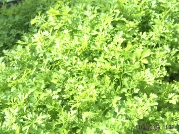 Gartenkressesalat mit Eier - Rezept - Bild Nr. 2