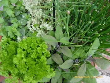 Rezept: Tomatensauce mexikanisch angehaucht Bild Nr. 4 Tomatensauce mexikanisch angehaucht - Rezept - Bild Nr. 4