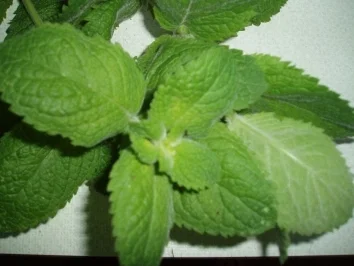 Pfefferminz - Sirup - Rezept - Bild Nr. 2