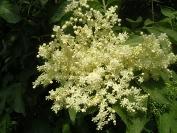 Hollunderblüten-Sirup - Rezept