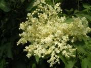 Hollunderblüten-Sirup - Rezept