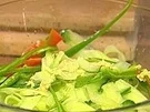 Gurkensalat - Rezept
