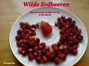 Sonstiges  Wilde Erdbeeren - Rezept